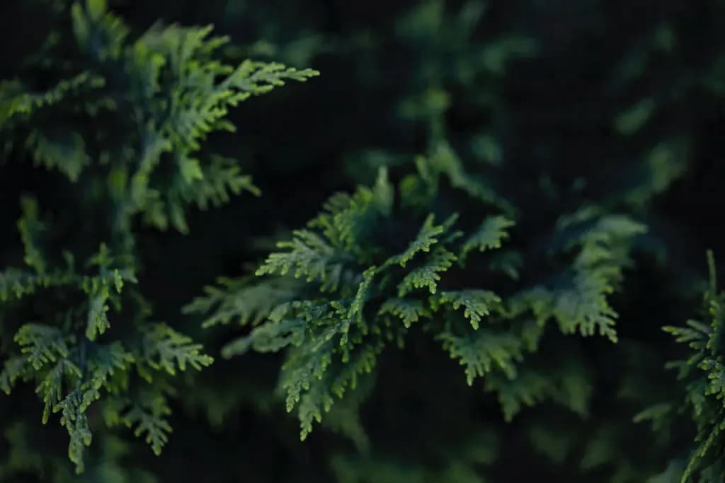 Cedar texture